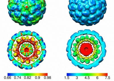 Statistical-characterization-of-ensembles-of-symmetric-virus-particles. More info can be found here http://ieeexplore.ieee.org/abstract/document/7591598/